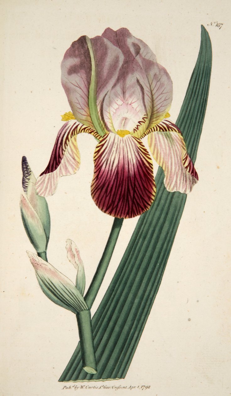 Iris Sambucina Elder Illatos írisz, pub. 1792-es kézzel színezett metszet. alkotó: English School