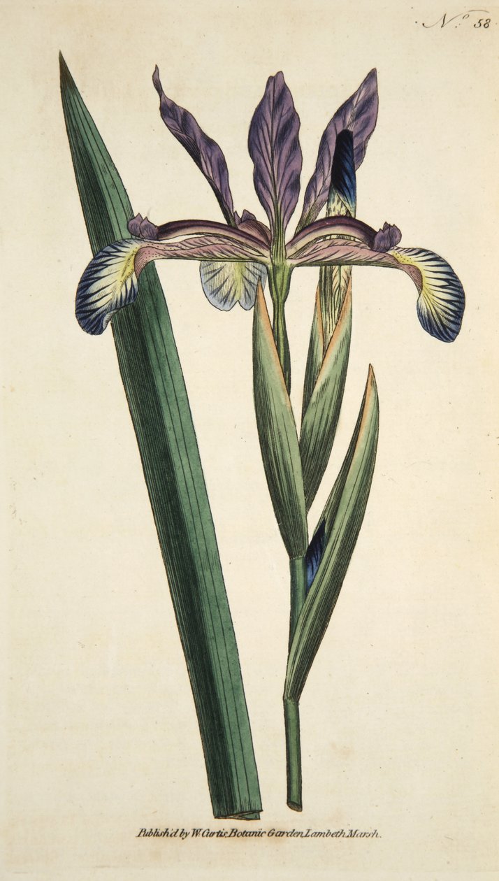 Iris Spuria (Spurious Iris), a The Botanical Magazine vagy a Flower Garden Megjelenítve, pub. 1790 (kézzel színezett metszet) alkotó: English School
