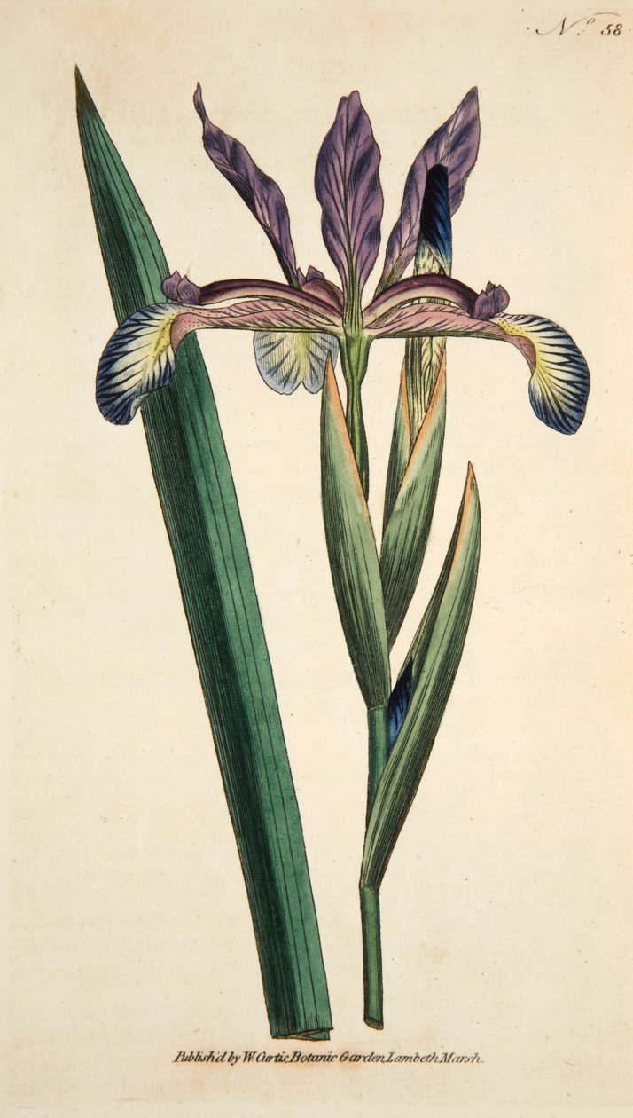 Iris Spuria Spurious ír, pub. 1790-es kézzel színezett metszet. alkotó: English School