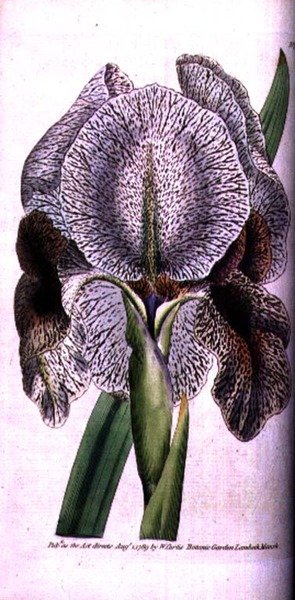 Iris susiana alkotó: English School