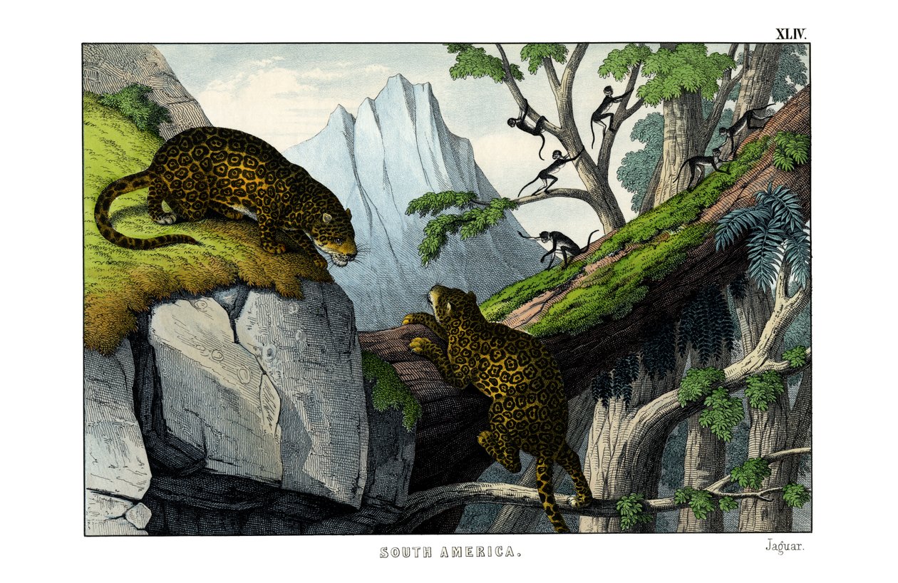 Jaguar alkotó: English School
