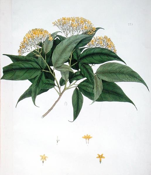Jasminum Heterophyllum (színes litho) alkotó: English School