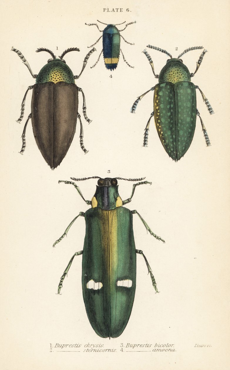 Ékszerbogarak: Buprestis chrysis 1, Buprestis sternicornis 2 alkotó: English School