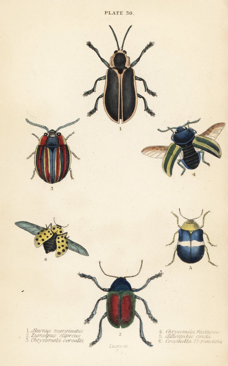Levélbogarak: Alurnus marginatus 1, Eumolpus curpreus 2, Chrysolina cerealis 3, halott csalán levélbogár, Chrysolina fastuosa 4 alkotó: English School