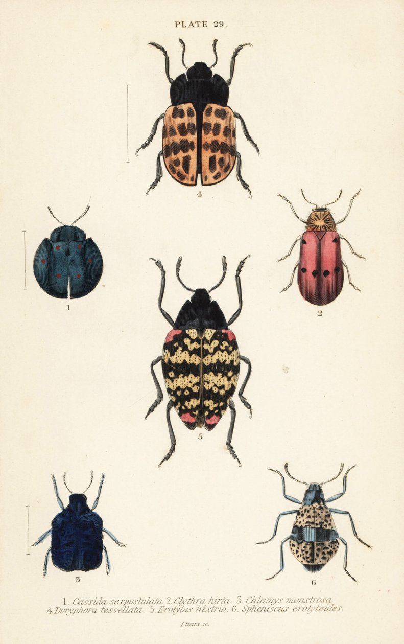 Levélbogarak: Cyrtonota sexpustulata 1, Lachnaia hirta 2, Chlamys monstrosa 3, Doryphora tessellata 4, Erotylus actor 5 és Spheniscus erotyloides 6 alkotó: English School