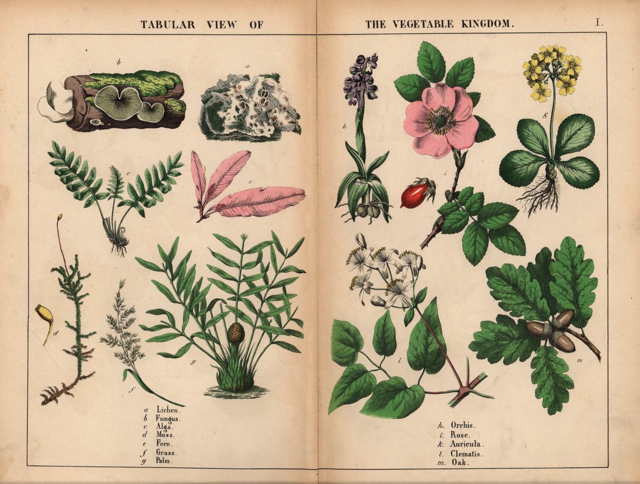 Lichen, gomba, alga, moha, páfrány, fű, pálma, orchidea, rózsa, auricula, klematisz és tölgy. , a "The Instructive Picture Book, or Lessons from the Vegetable World", [Charlotte Mary Yonge], Edinburgh alkotó: English School