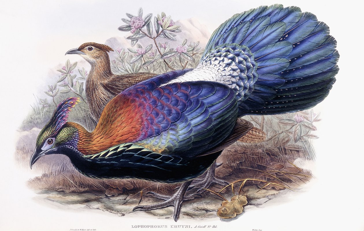 Lophophorus Lhuysii alkotó: English School