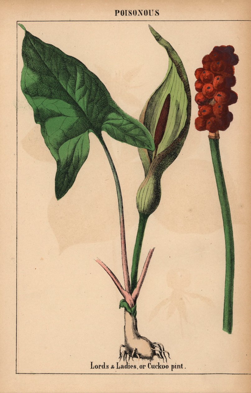 Urak és hölgyek, vagy kakukk pint   , a "The Instructive Picturebook, or Lessons from the Vegetable World", [Charlotte Mary Yonge], Edinburgh alkotó: English School