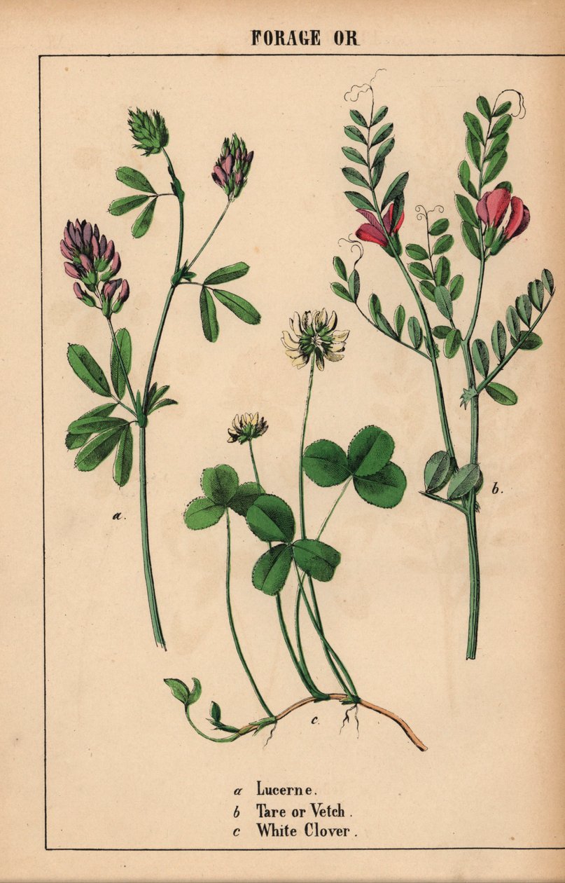 Lucerna, tára vagy bükköny és fehér lóhere  , a "The Instructive Picturebook, or Lessons from the Vegetable World", [Charlotte Mary Yonge], Edinburgh alkotó: English School