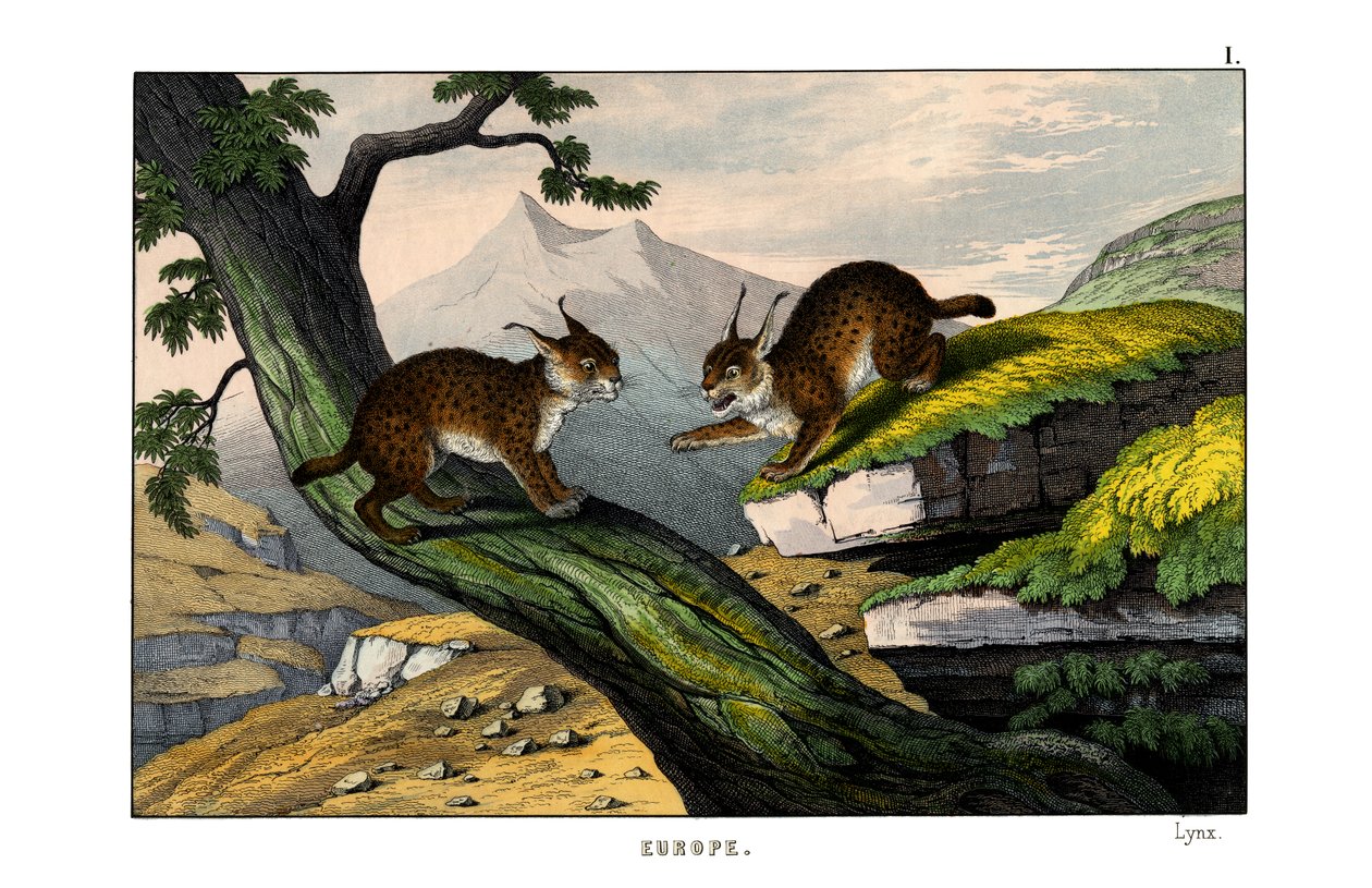 Lynx alkotó: English School