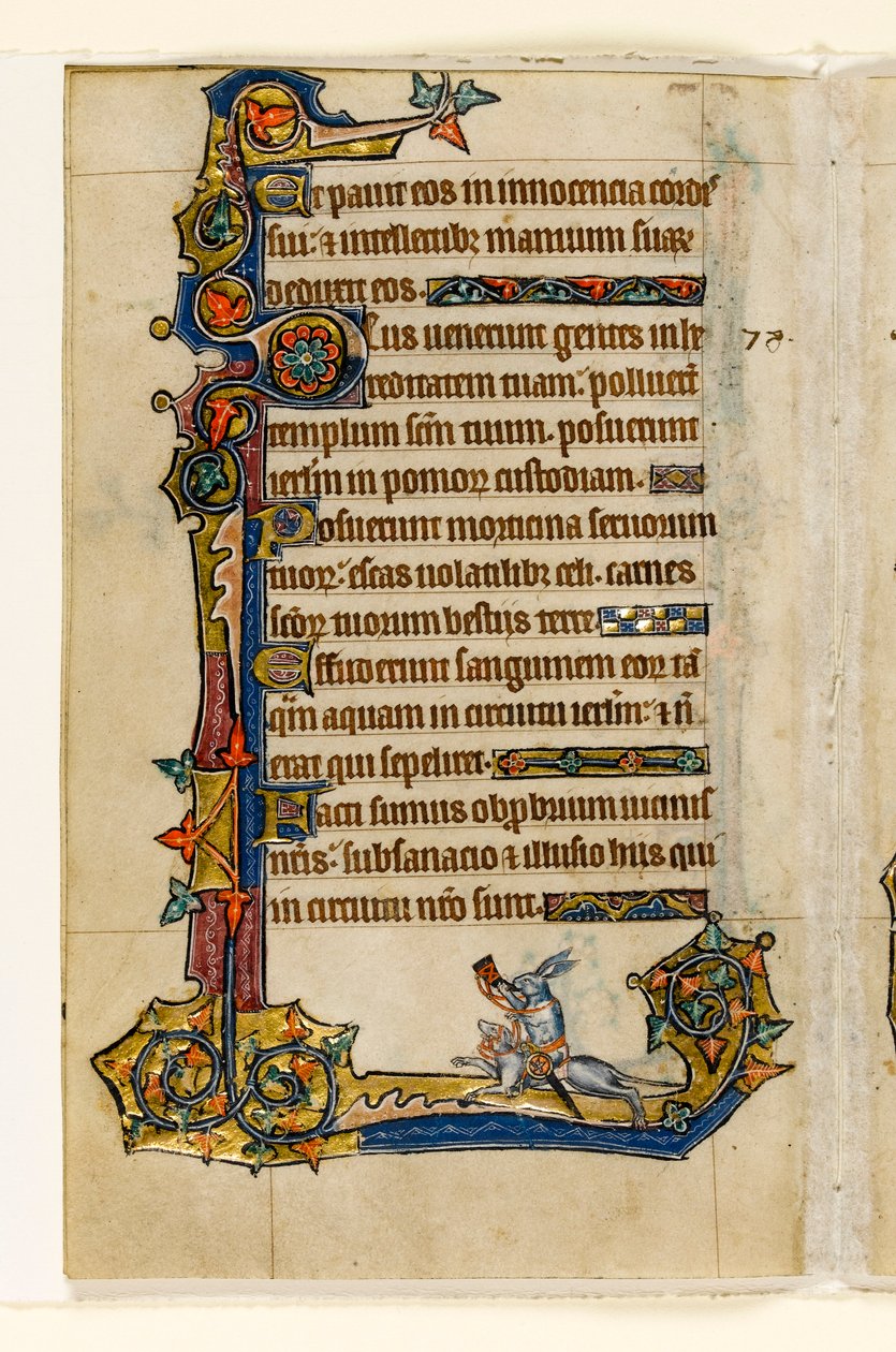 MS 1-2005, fol. 115v: Nyúl vadászkutyán lovagló, vadászat, marginális díszítés a Macclesfield Zsoltárból, Sarum használata, East Anglia, 1330 körül alkotó: English School