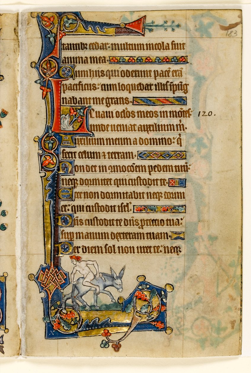 MS 1-2005, fol. 183r: Egy hátrafelé lovagló férfi, marginális díszítés a Macclesfield Zsoltárból, Sarum használata, East Anglia, 1330 körül alkotó: English School