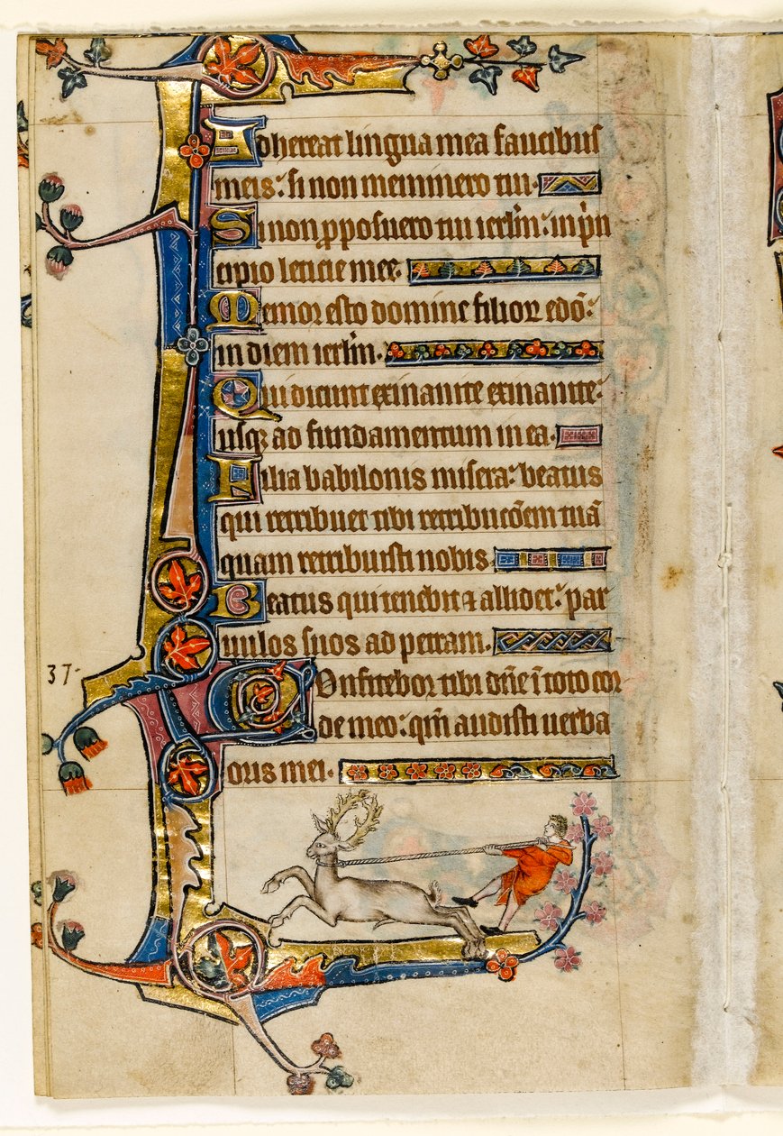 MS 1-2005, fol. 193v: Egy ember által lasszózott szarvasbika, szélső díszítés a Macclesfield Zsoltárból, Sarum használata, East Anglia, 1330 körül alkotó: English School