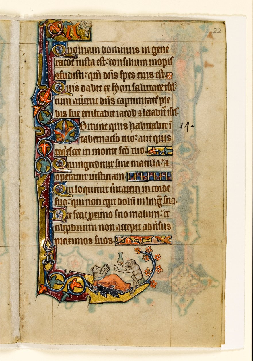 MS 1-2005, fol. 22r: A majomdoktor és a medvebeteg, marginális díszítés a Macclesfield Zsoltárból, Sarum használata, East Anglia, 1330 körül alkotó: English School
