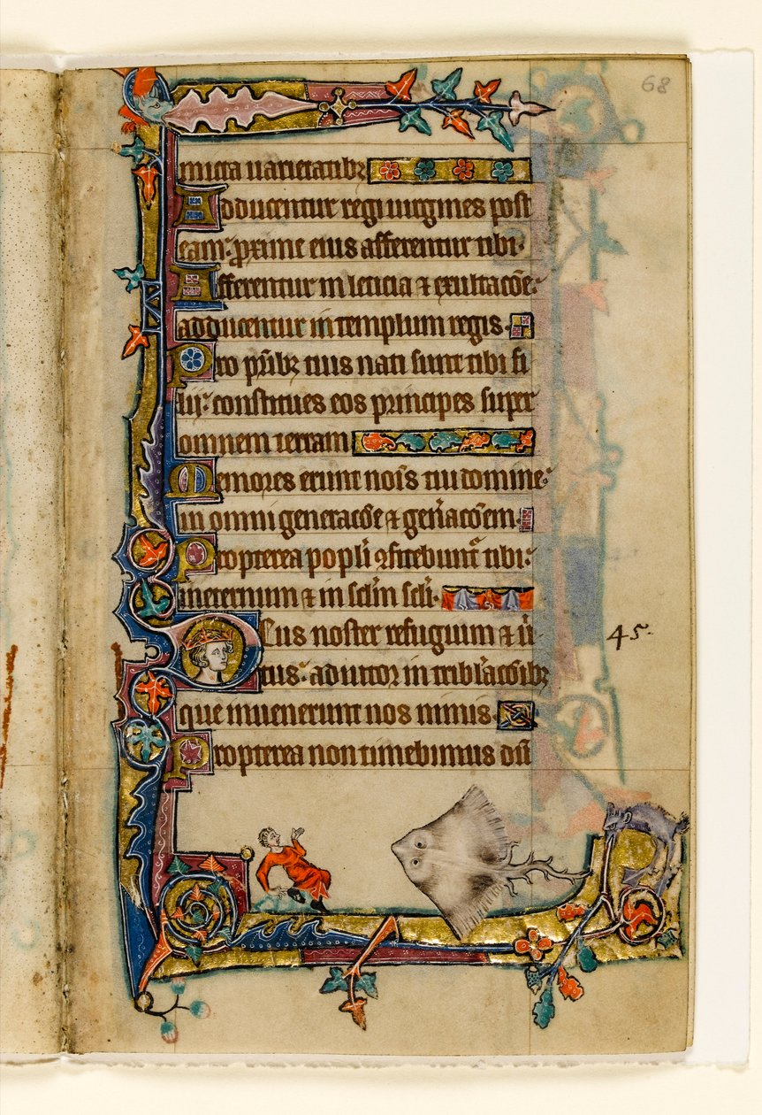 MS 1-2005, fol. 68r: The Giant Skate, marginális díszítés a Macclesfield Zsoltárból, Use of Sarum, East Anglia, 1330 körül alkotó: English School