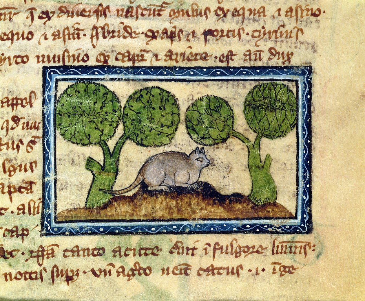 MS 379 f.12r Egy macska egy földhalmon guggolva, részlet egy Bestiáriumból, angolul alkotó: English School