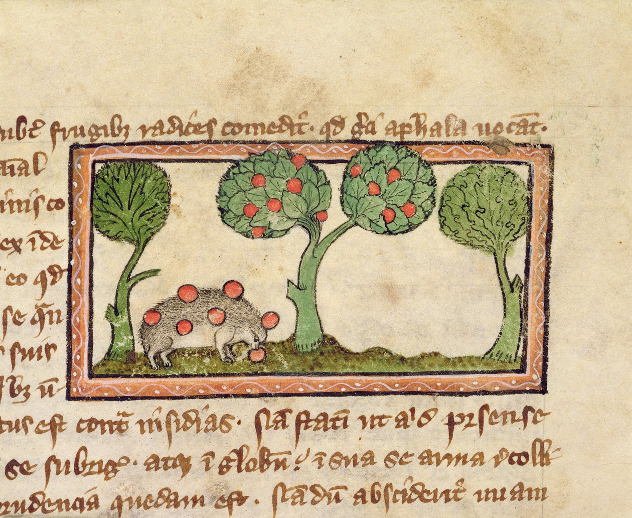 MS 379 f.13r Egy almát szedő sündisznó, részlet egy Bestiáriumból, angolul alkotó: English School