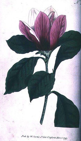 Magnolia (Magnolia purpurea), 390. tábla William Curtis „The Botanical Magazine”-ból (vagy „Virágoskert bemutatva”), pub. 1792 (metszet) alkotó: English School