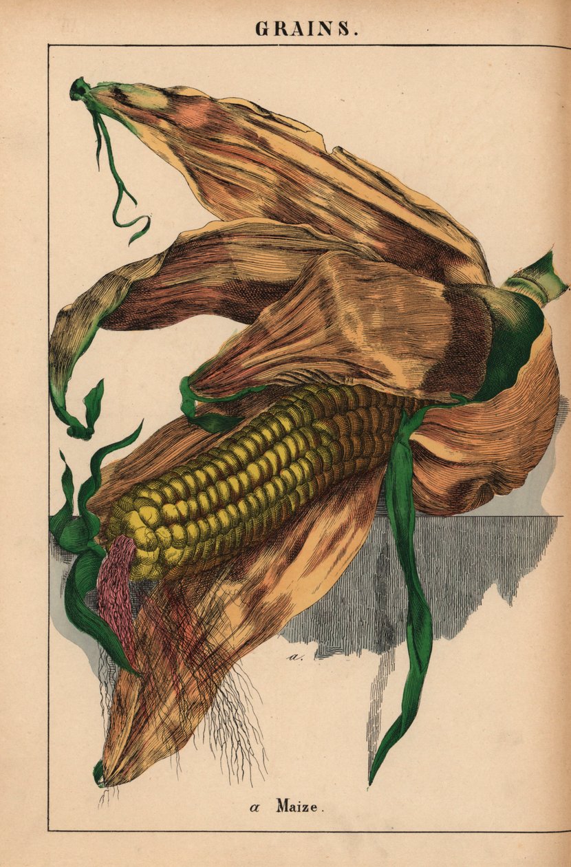 Kukorica, kukorica vagy csemegekukorica  , a "The Instructive Picturebook, or Lessons from the Vegetable World", [Charlotte Mary Yonge], Edinburgh alkotó: English School