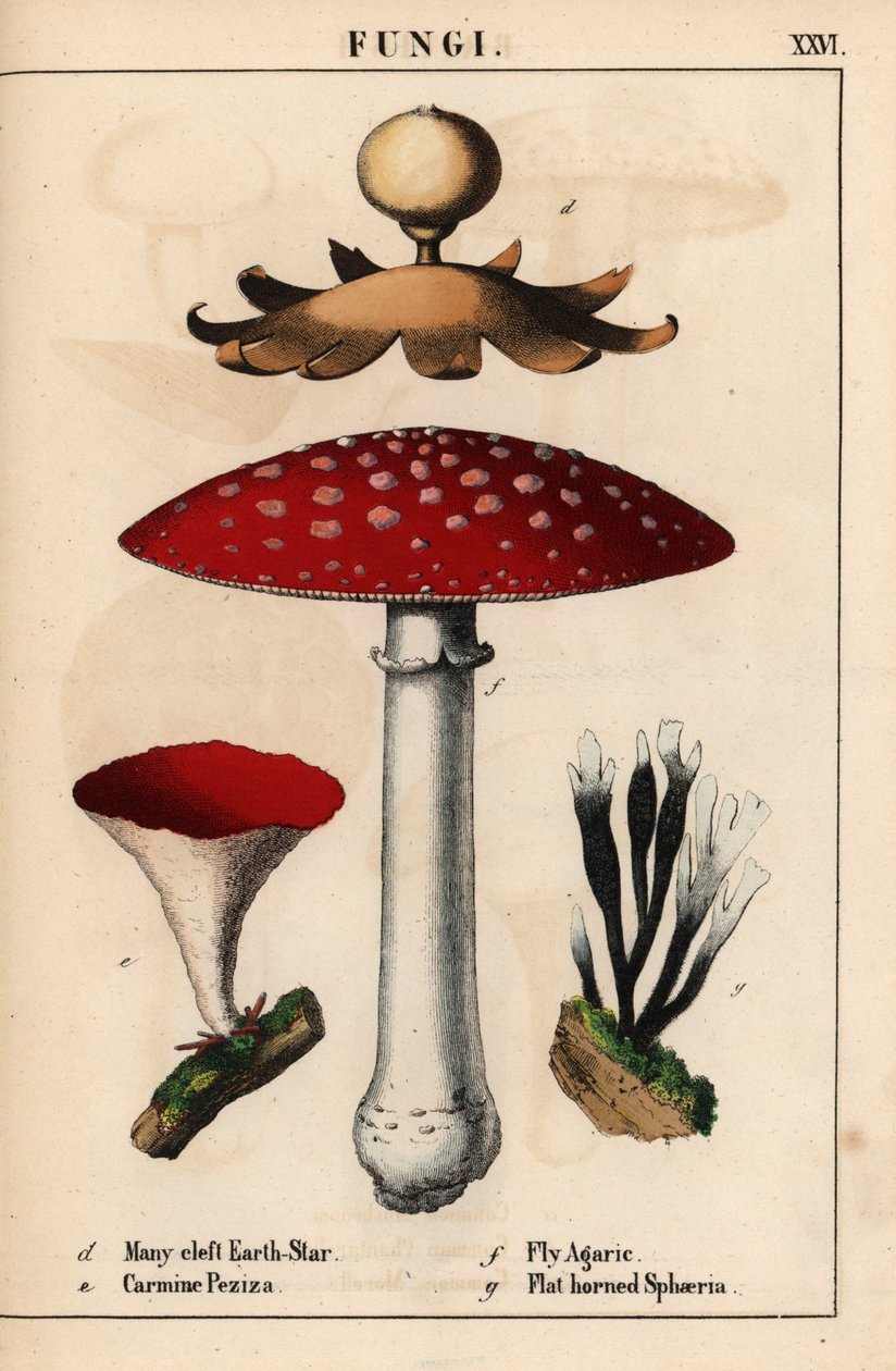 Sok hasított földcsillag Geastrum, kármin Peziza, légyölő galóca Amanita muscaria és lapos szarvú sphaeria gomba.   , a "The Instructive Picturebook, or Lessons from the Vegetable World", [Charlotte Mary Yonge], Edinburgh alkotó: English School