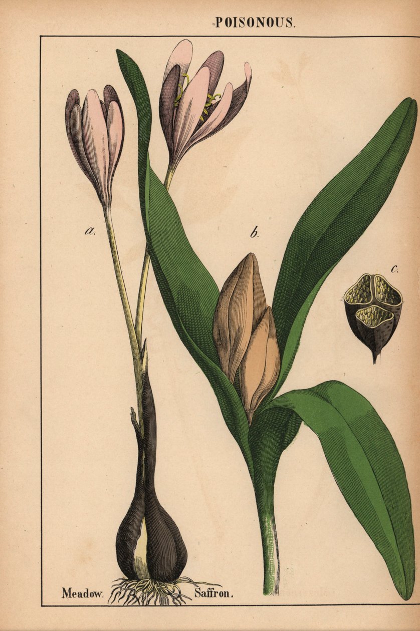 Réti sáfrány lila virággal  , a "The Instructive Picturebook, or Lessons from the Vegetable World", [Charlotte Mary Yonge], Edinburgh alkotó: English School