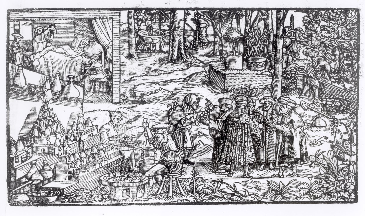 Gyógynövénytermesztés, 1531 alkotó: English School