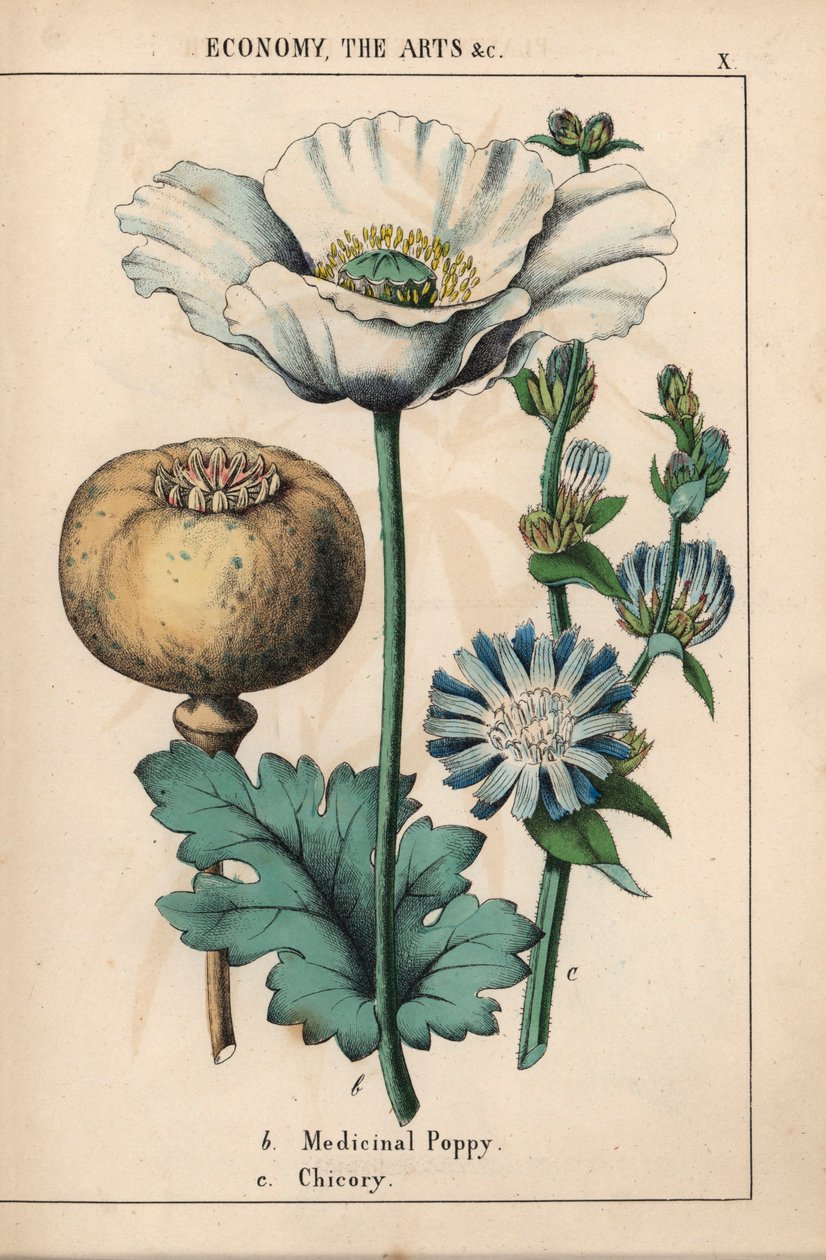 Gyógymák fehér virággal, érett kapszulával és kék cikóriavirággal, a "The Instructive Picturebook, or Lessons from the Vegetable World" [Charlotte Mary Yonge], Edinburgh alkotó: English School