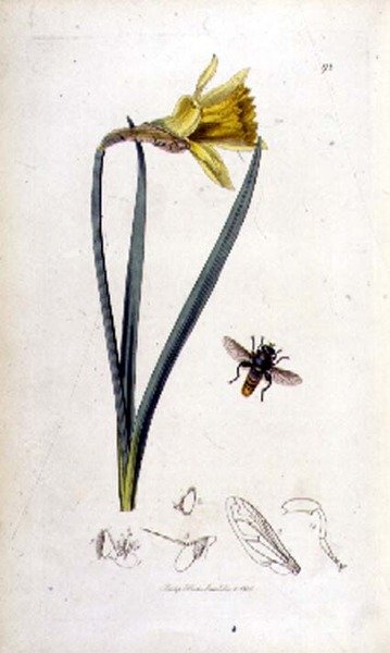 Merodon clavipes (léglégy) és nárcisz, John Curtis kiadása a "British Entomology"-ban 1823-40 (színes metszet). alkotó: English School