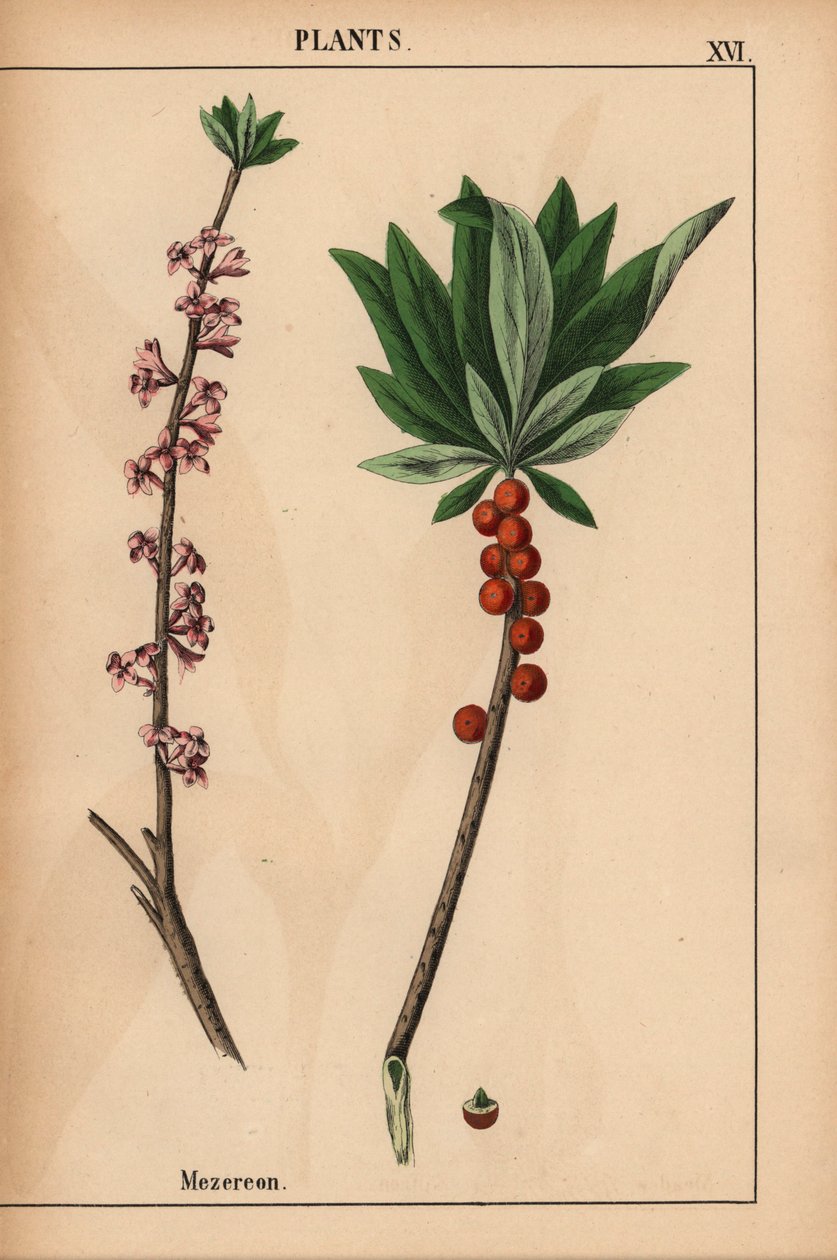 Mezereon piros bogyós gyümölcsökkel és rózsaszín virágokkal.  , a "The Instructive Picturebook, or Lessons from the Vegetable World", [Charlotte Mary Yonge], Edinburgh alkotó: English School