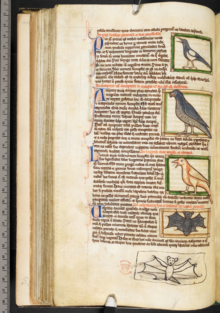 Miniatures of birds, and marginal drawing of a bat, from Theological miscellany, including the Summa de vitiis, Harley 3244, f.55v, c.1236-50 (vellum) alkotó: English School