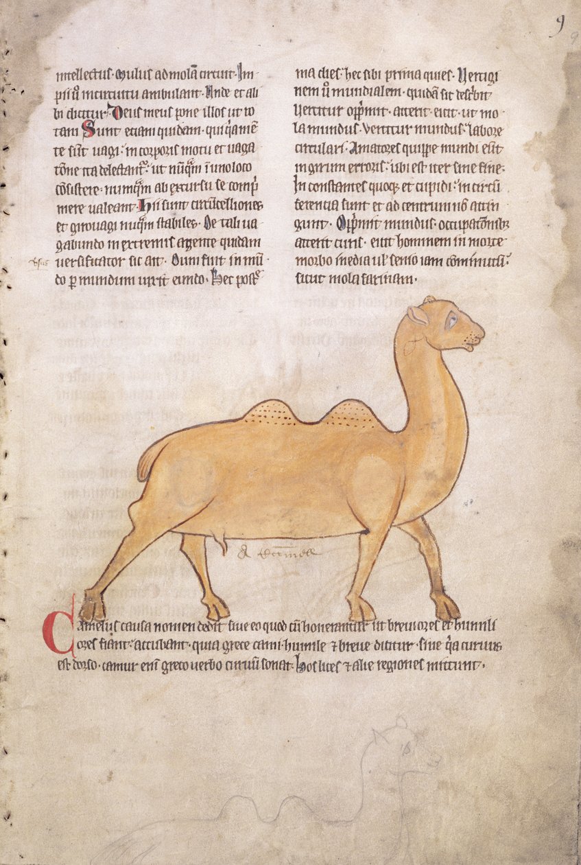Ms.254 f.9r Tevér egy latin nyelvű, angol nyelvű bestiáriumból, 13. század eleje (kézirat) alkotó: English School
