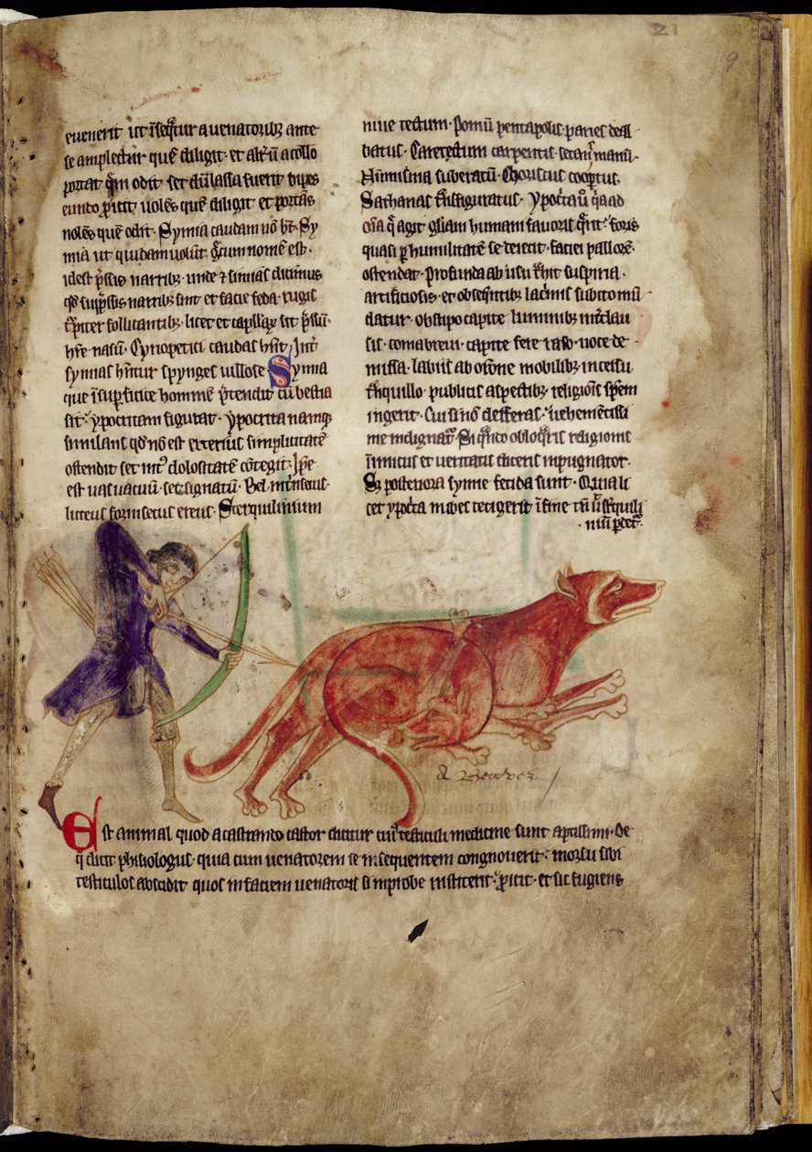 Ms 254, f.19r: Vadász, aki nyilat céloz két hódra, egy Bestiáriumból, 13. század eleje (pergamen) alkotó: English School