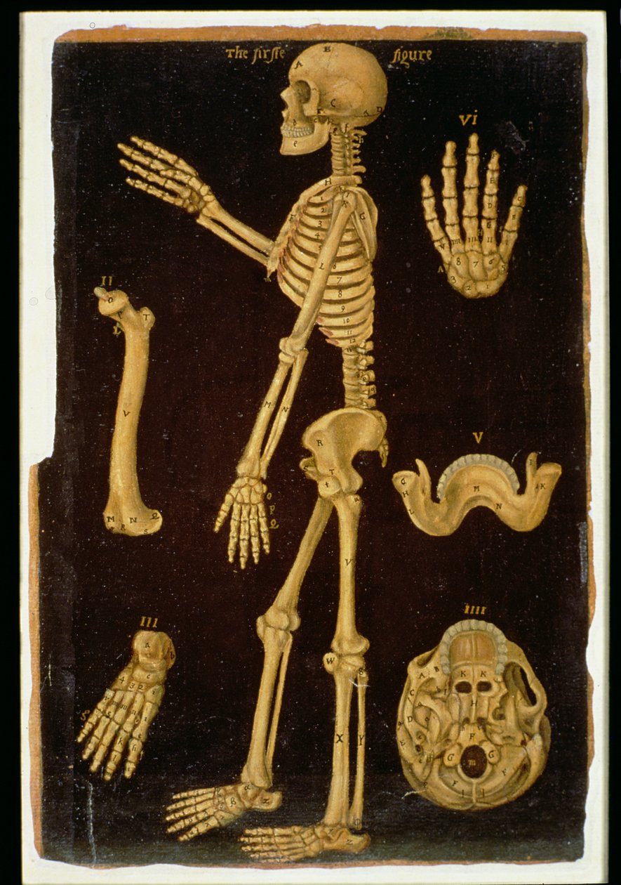 Ms Hunter 364 III. táblázat Boncolás, az anatómiai táblázatokból, John Banister (1540-1610) (olaj barna papíron) alkotó: English School