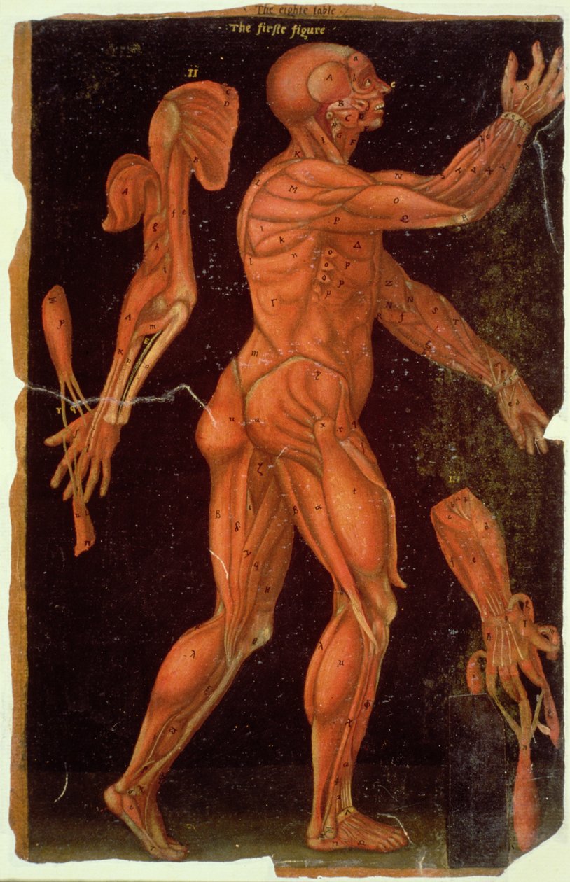 Ms Hunter 364 VIII. táblázat Boncolás, anatómiai táblázatokból, John Banister (1540-1610) (olaj barna papíron) alkotó: English School