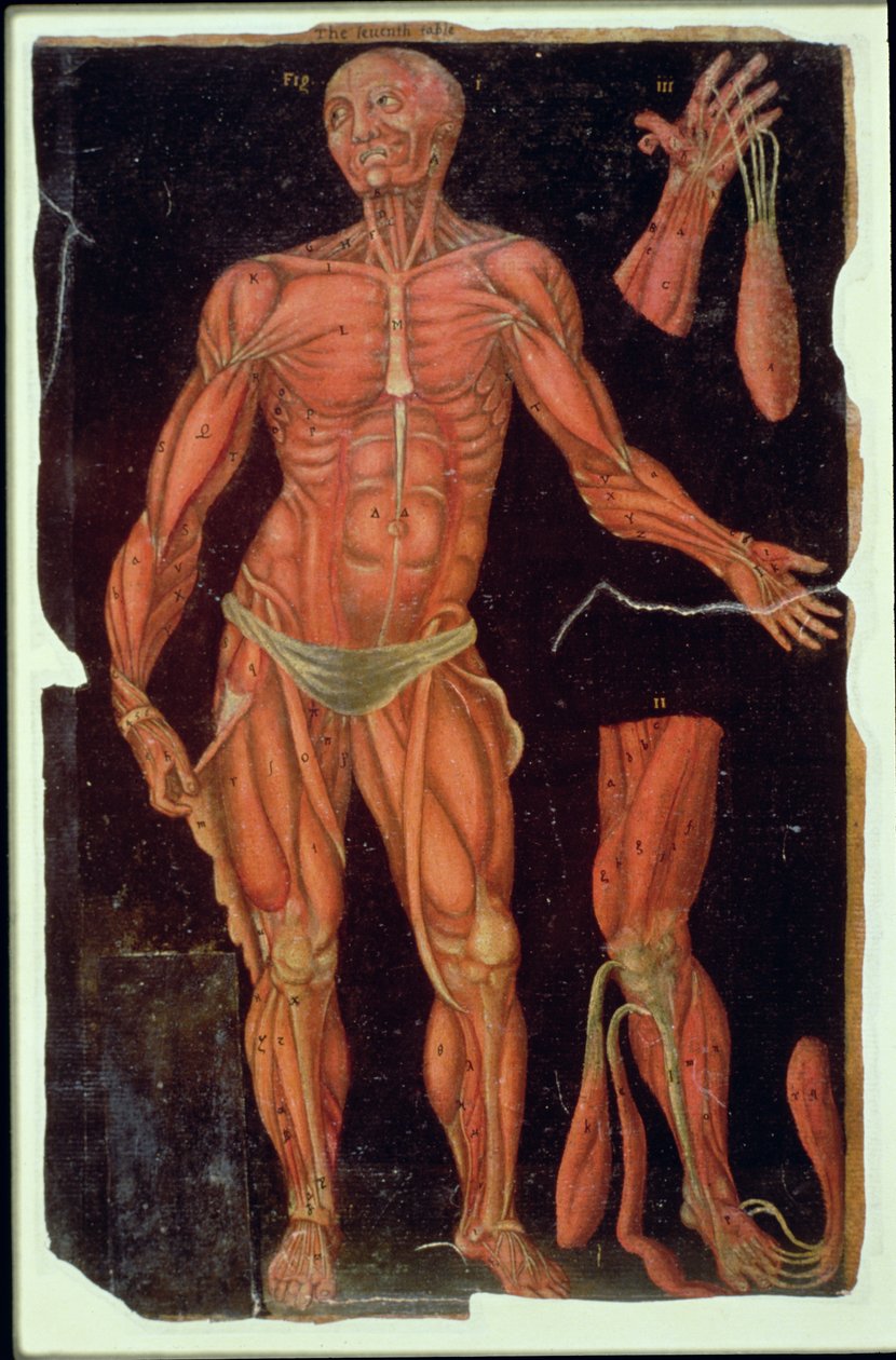 Ms Hunter 364 VII. táblázat Boncolás, az anatómiai táblázatokból, John Banister (1540-1610) (olaj barna papíron) alkotó: English School
