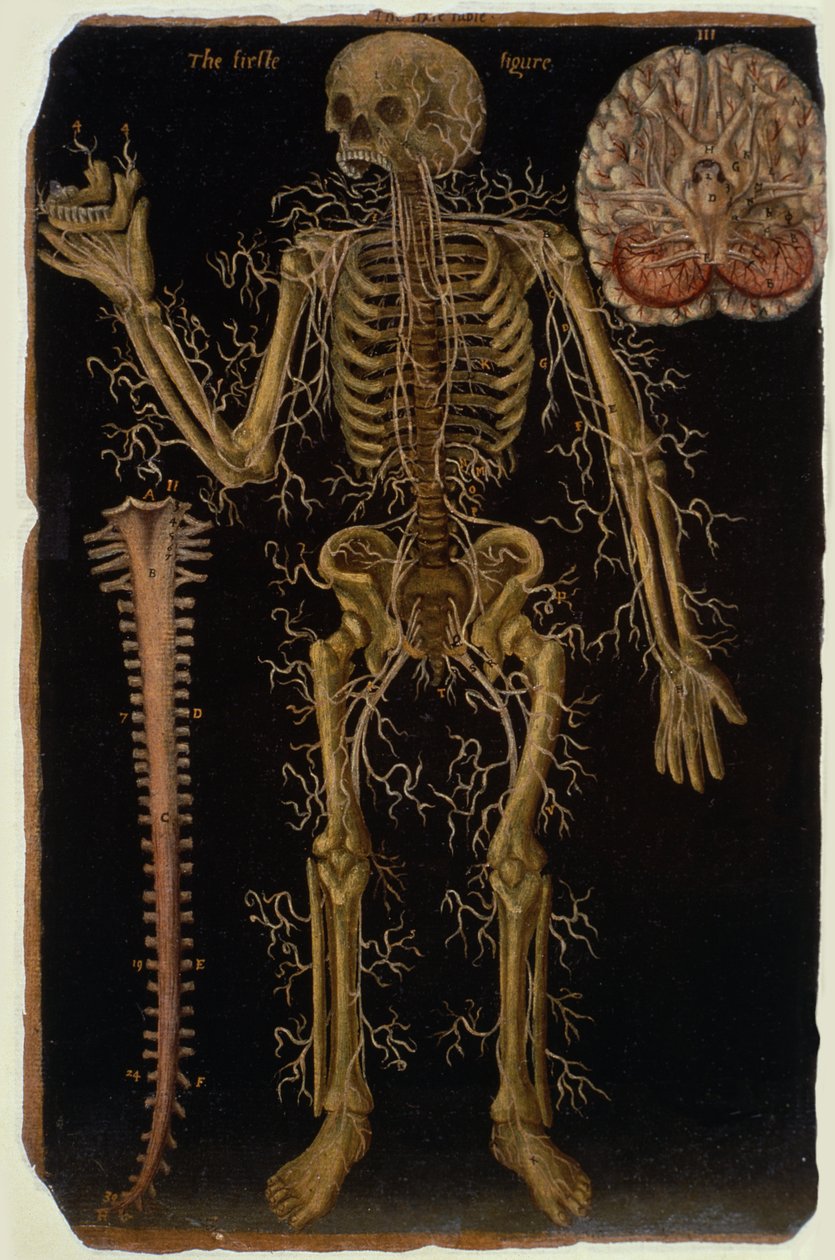 Ms Hunter 364 VI. táblázat Boncolás, az anatómiai táblázatokból, John Banister (1540-1610) (olaj barna papíron) alkotó: English School