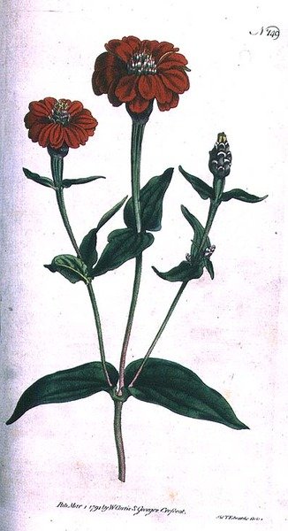 Sokvirágú Zinnia (Zinnia multiflora), 149. tábla William Curtis „The Botanical Magazine”-ból (vagy „Flower Garden Displayed”), metszett F. Sansom, pub. 1792 (metszet) alkotó: English School
