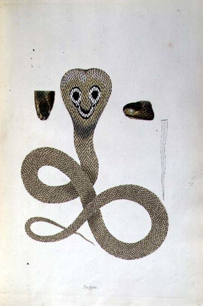 Nagoo Snake az „An Account of Indian Serpents Collection from the Coast of Coromandel” című filmből, Patrick Russell, London alkotó: English School