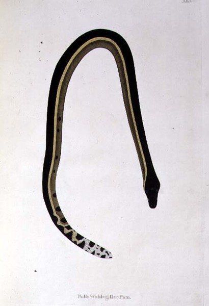 Nalla Wahlagillee Pam Snake az „An Account of Indian Serpents Collection from the Coast of Coromandel” című művéből, Patrick Russell, London alkotó: English School