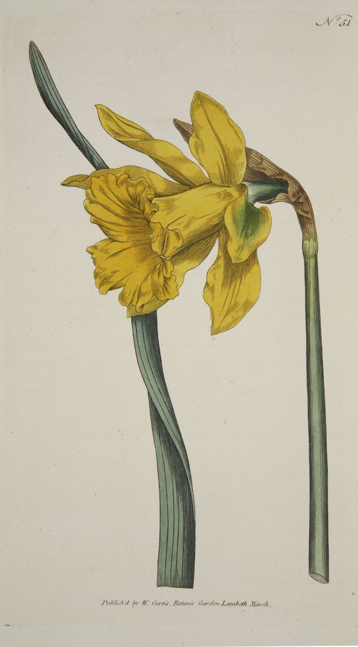 Nárcisz Major (Nagy Nárcisz), a The Botanical Magazine vagy a Flower Garden Megjelenítve, pub. 1793 (kézzel színezett metszet) alkotó: English School