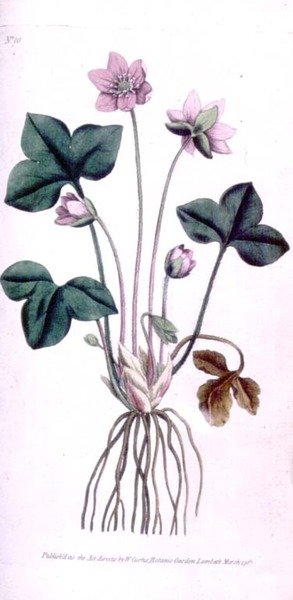 Nemes májvirág (Anemone hepatica), 10. tábla William Curtis "The Botanical Magazine" (vagy "Flower Garden Displayed") című művéből, pub. 1787 (metszet) alkotó: English School