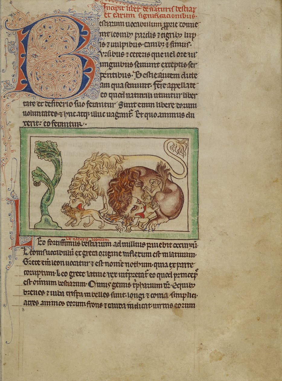 Northumberland Bestiary, 1250-1260 körül (színes mosás és tinta pergamenen) alkotó: English School