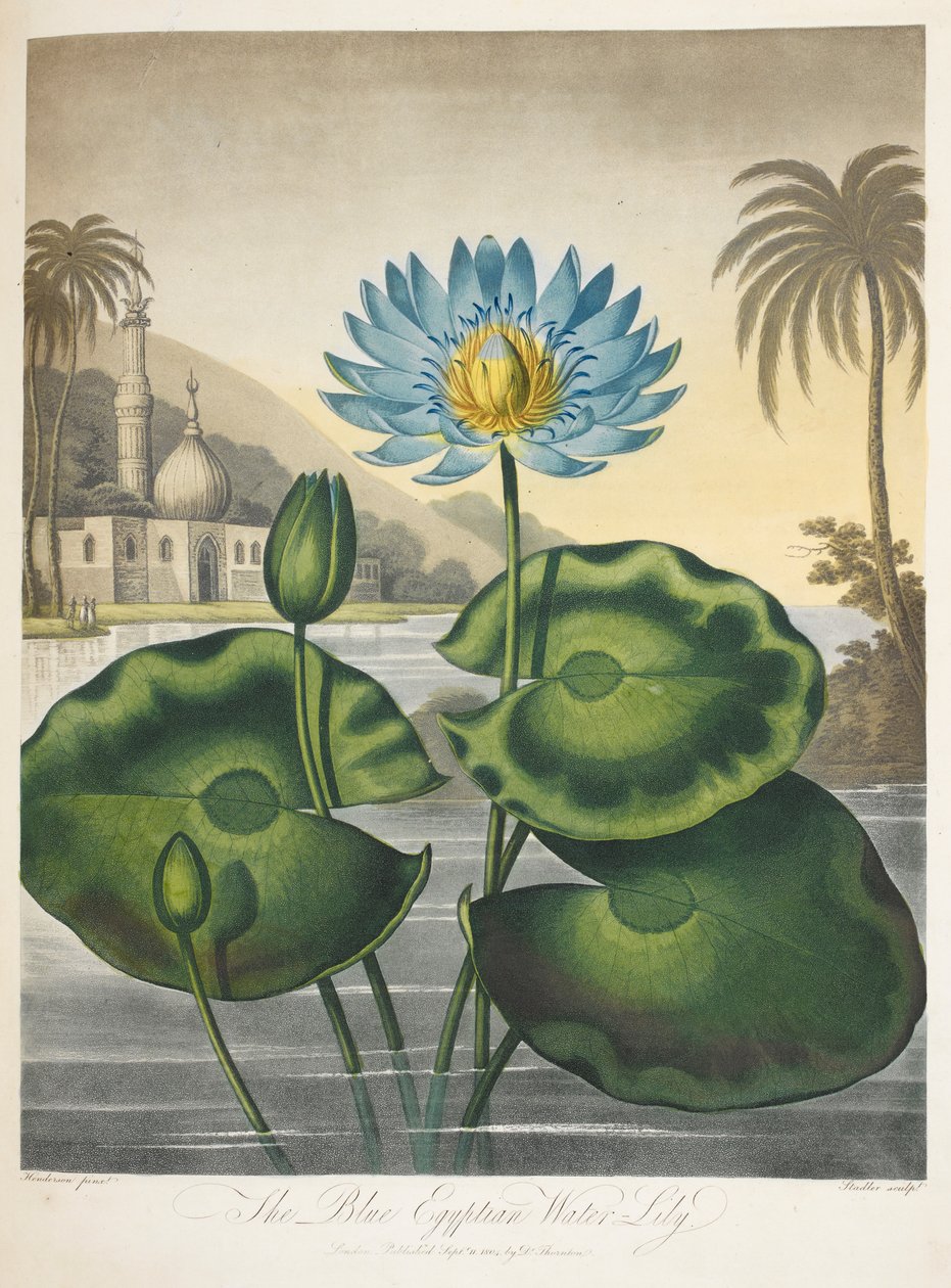 Nymphaea Caerulea, Kék egyiptomi tavirózsa alkotó: English School