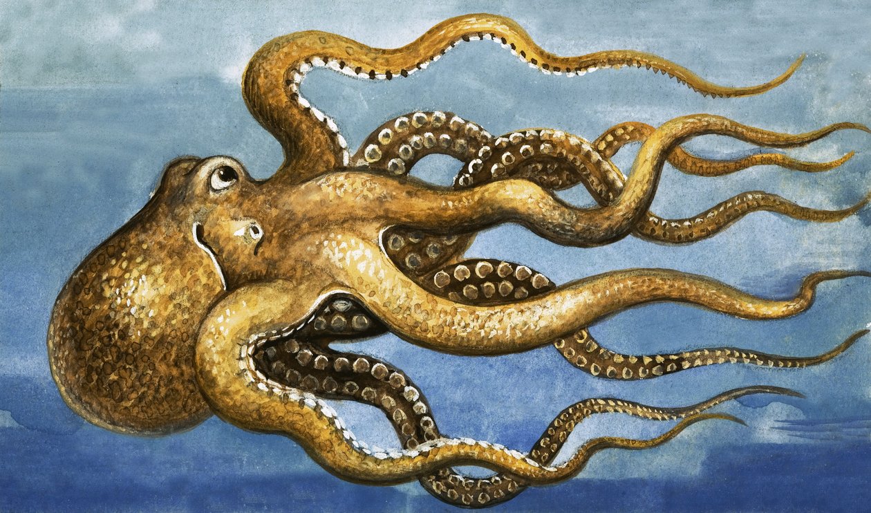 Octopus alkotó: English School