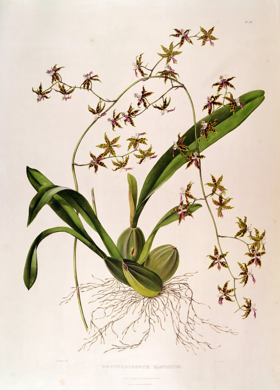 Odontoglossum Hastatum (kézzel színezett metszet) alkotó: English School