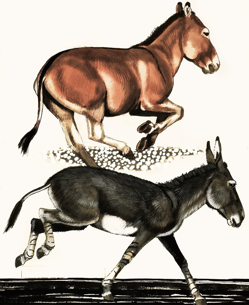 Onager és szomáliai vadszamár alkotó: English School