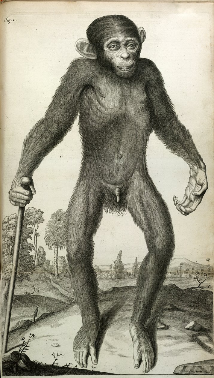 Orang-Outang, sive Homo Sylvestris: avagy, a törpe anatómiája egy majom, egy majom és egy ember anatómiájával összehasonlítva...”, Martha E. Tyson alkotó: English School