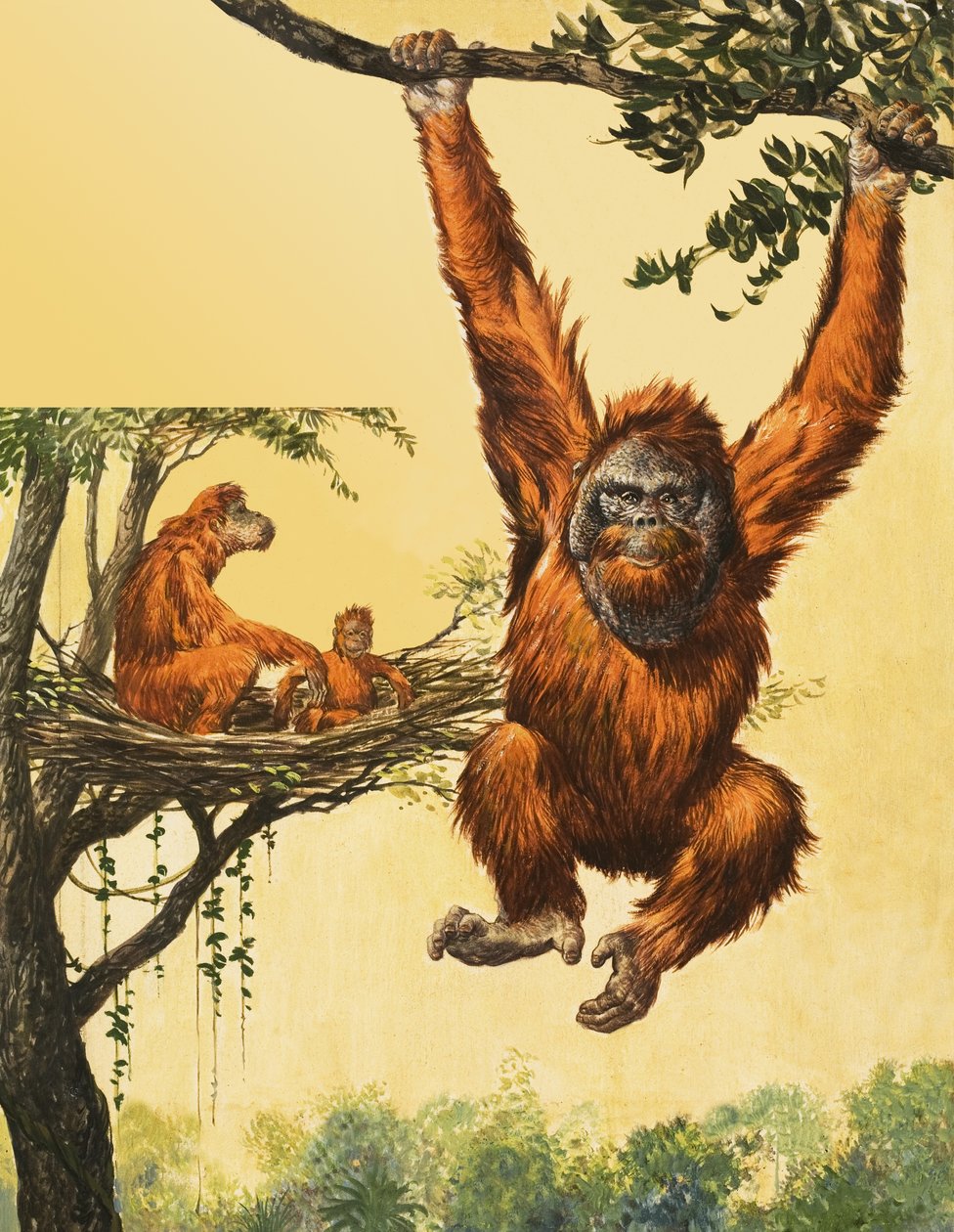 Orangutánok alkotó: English School