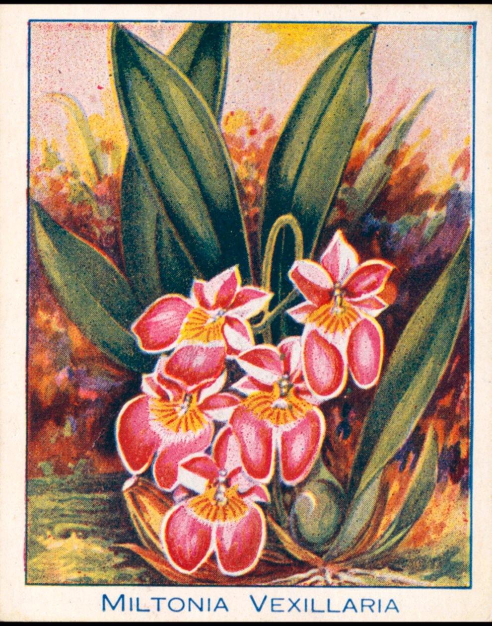 Orchideák: Miltonia Vexillaria (színes litho) alkotó: English School