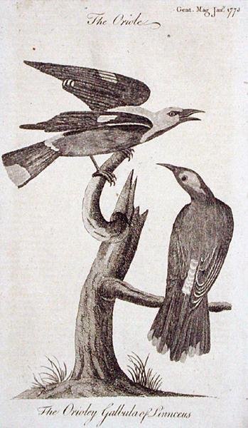 Oriole, a "The Gentleman
